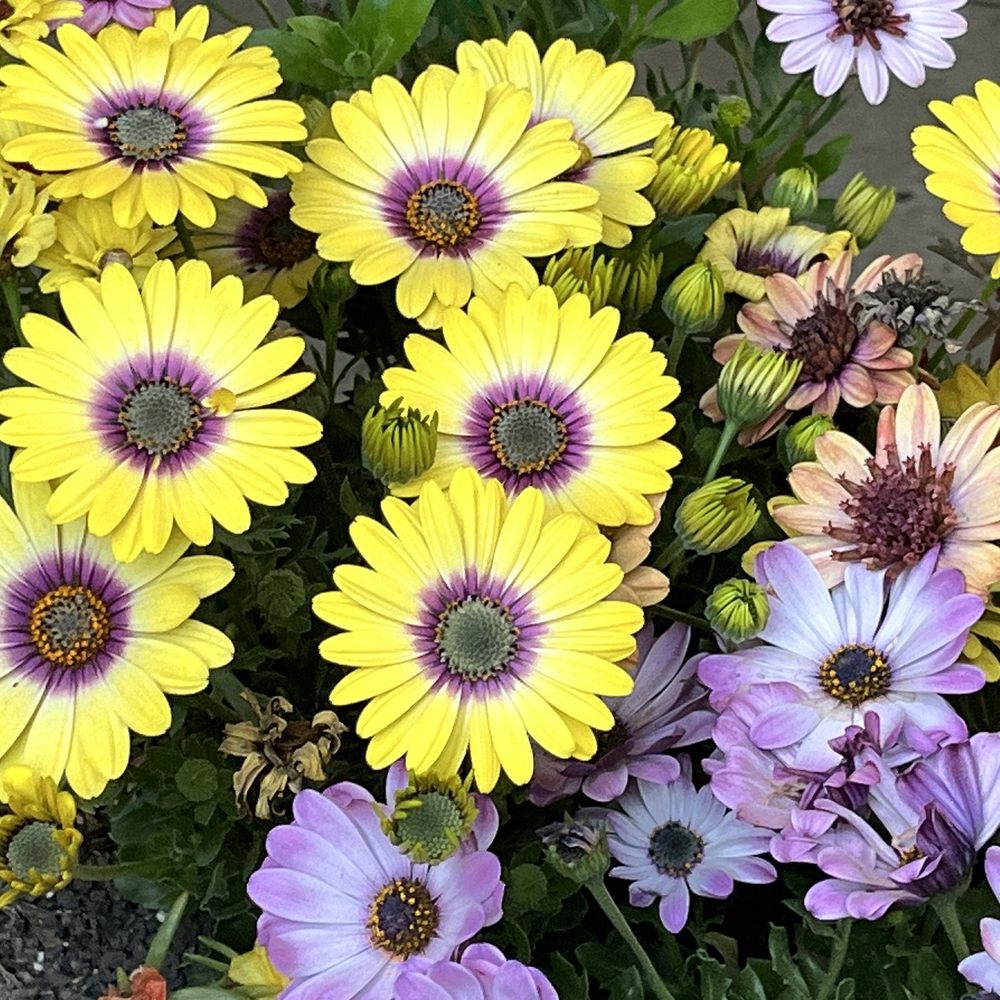 Sunshine Growers Nursery - Wow just so much beauty to enhance and bring joy to any space - Nurseries & Gardening Near Me - Eastvale, California