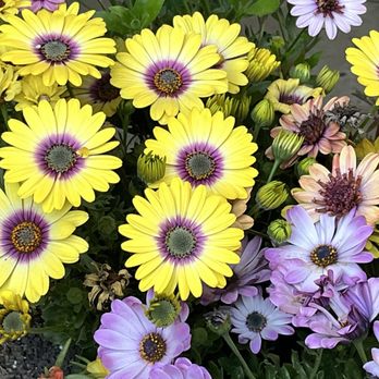 Sunshine Growers Nursery - Wow just so much beauty to enhance and bring joy to any space - Nurseries & Gardening Near Me - Eastvale, California Sunshine Growers Nursery - Wow just so much beauty to enhance and bring joy to any space - Nurseries & Gardening Near Me - Eastvale, California