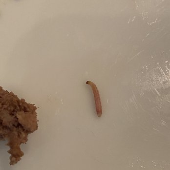 Shake Shack Ann Arbor - The worm that was in my daughters burger - Burgers Near Me - Ann Arbor, Michigan Shake Shack Ann Arbor - The worm that was in my daughters burger - Burgers Near Me - Ann Arbor, Michigan
