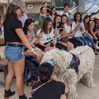 The Alpaca Hacienda - He's the goodest boy, yes he is - Attraction Farms Near Me - Temecula, California