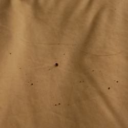 Holiday Inn Ardmore I-35 - This is debris that was in our bed between the top sheet and fitted sheet. At first we thought it was bed bugs, but nothing was moving.