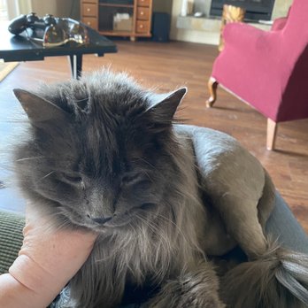 Blooming Mobile Grooming - Happy cat! - Pet Groomers Near Me Blooming Mobile Grooming - Happy cat! - Pet Groomers Near Me