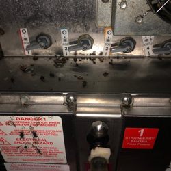 McDonald's - Rochester - Roaches infested