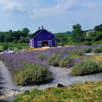 Sunset Ridge Lavender Farm - Attraction Farms Near Me - Enon, Ohio Sunset Ridge Lavender Farm - Attraction Farms Near Me - Enon, Ohio
