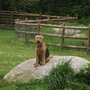 Photo of South Kingstown Dog Park