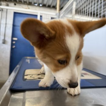 Atlas Pet Hospital - Matcha - Veterinarians Near Me - Norco, California Atlas Pet Hospital - Matcha - Veterinarians Near Me - Norco, California