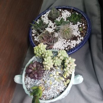Natural Selection - My new and improved plants - Taxidermy Near Me - Reno, Nevada