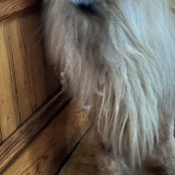 Perfect Fur Salon - Back side of dog after "grooming"