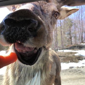 Parc Omega - Zoos Near Me - Montebello, Quebec