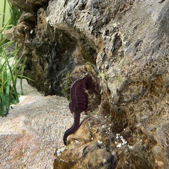 Florida Oceanographic Coastal Center - Sea horse - Aquariums Near Me - Stuart, Florida Florida Oceanographic Coastal Center - Sea horse - Aquariums Near Me - Stuart, Florida