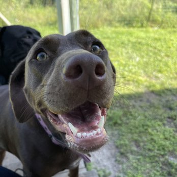 Wiggle Butts and Training - Dog Walkers Near Me Wiggle Butts and Training - Dog Walkers Near Me