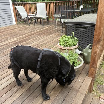 MJ Pro Painting - Back deck - Painters Near Me