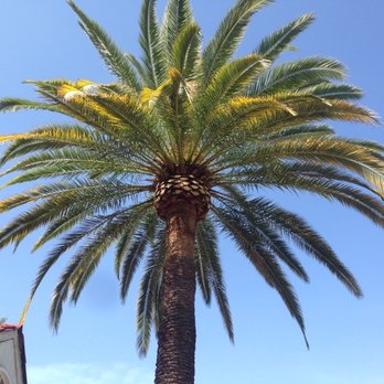 All Access Tree Care - Palm tree AFTER All Access Tree Care's expert palm tree trimming. This palm tree is not healthier, safer, and more beautiful than before. - Tree Services Near Me - El Cajon, California All Access Tree Care - Palm tree AFTER All Access Tree Care's expert palm tree trimming. This palm tree is not healthier, safer, and more beautiful than before. - Tree Services Near Me - El Cajon, California