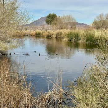Henderson Bird Viewing Preserve - Parks Near Me - Henderson, Nevada Henderson Bird Viewing Preserve - Parks Near Me - Henderson, Nevada