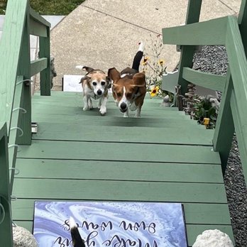 Buck Teeth Boarding - Pet Boarding Near Me - Plymouth, Massachusetts