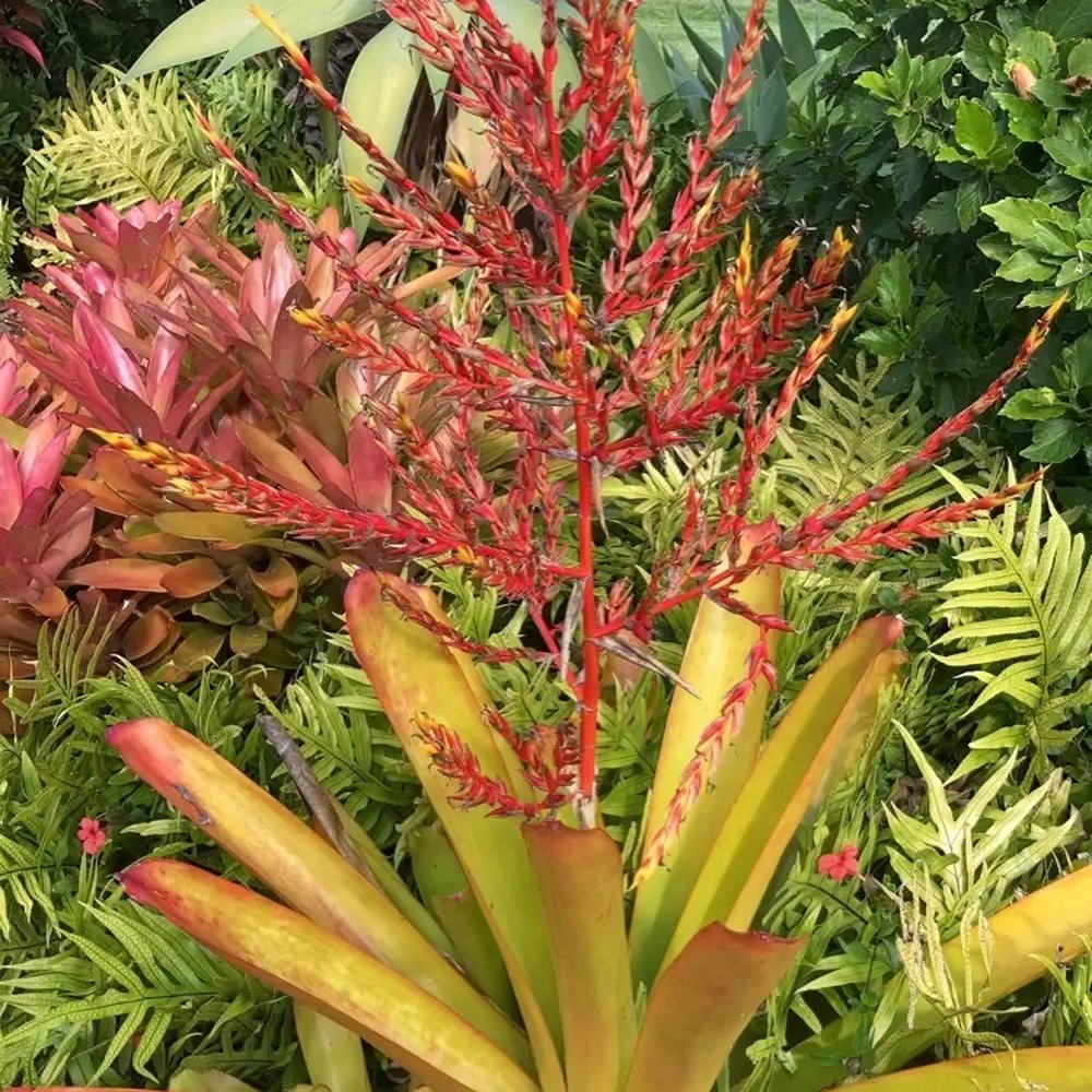 Punakea Palms - In their garden - Tours Near Me - Lahaina, Hawaii Punakea Palms - In their garden - Tours Near Me - Lahaina, Hawaii