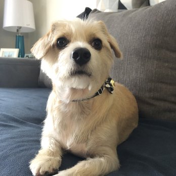 Bark For Cuts - After: Handsome Bernie! - Pet Groomers Near Me
