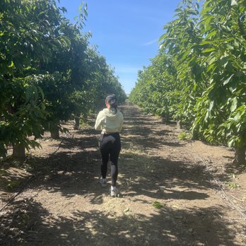 Diablo Cherries - Pick Your Own Farms Near Me - Brentwood, California