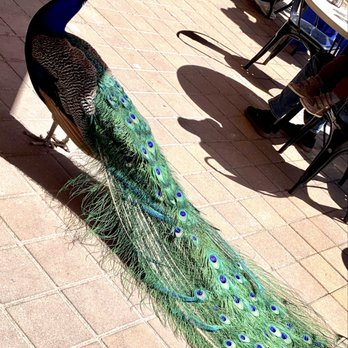 Peacock Cafe - Peacock walking in the outside cafe area! - American Near Me - Hamilton Township, New Jersey Peacock Cafe - Peacock walking in the outside cafe area! - American Near Me - Hamilton Township, New Jersey
