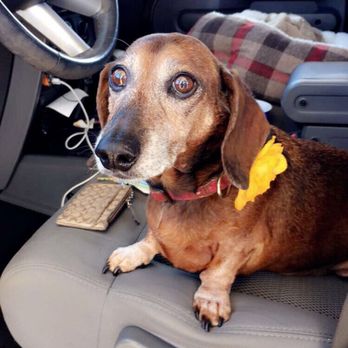 Bath House Pet Grooming - Always give her a cute bow or flower - Pet Groomers Near Me - Jacksonville Beach, Florida Bath House Pet Grooming - Always give her a cute bow or flower - Pet Groomers Near Me - Jacksonville Beach, Florida