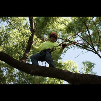 M & S Wesley Tree Service - Tree trimming. - Tree Services Near Me - chico, California M & S Wesley Tree Service - Tree trimming. - Tree Services Near Me - chico, California