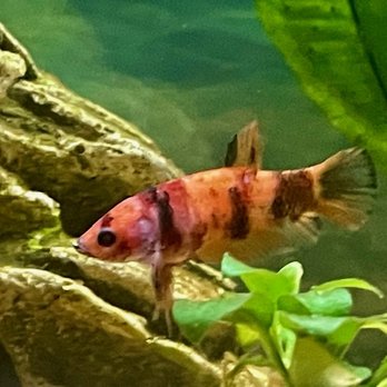 PetSmart - In her new tank... home sweet home! - Pet Stores Near Me - Torrance, California PetSmart - In her new tank... home sweet home! - Pet Stores Near Me - Torrance, California