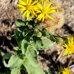 San Fernando Pioneer Memorial Cemetery - These lovely native plants bloom freely for those below