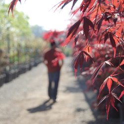 Luis Nursery - Luis' Nursery sells fruit trees, citrus trees palm trees and more