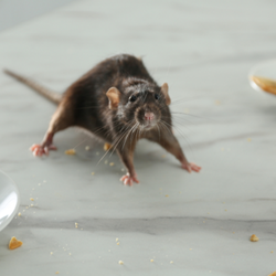Integrated Wildlife Management - Rodent Exterminator