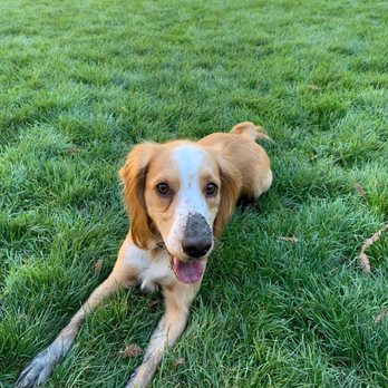 Bay Area K9 Association - Pet Training Near Me - Santa Clara, California