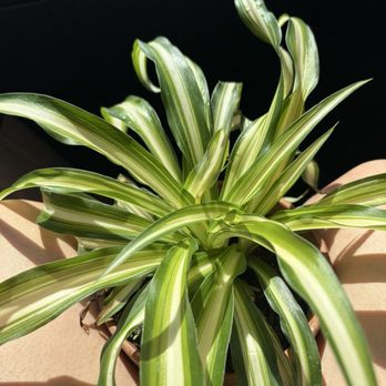 Ralphs Nursery - An Indoor spider plant that I found nestled with a few smaller plants - Nurseries & Gardening Near Me - San Bernardino, California Ralphs Nursery - An Indoor spider plant that I found nestled with a few smaller plants - Nurseries & Gardening Near Me - San Bernardino, California