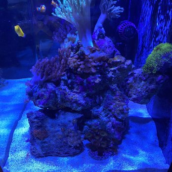 Valley Aquatics - Aquarium Services Near Me Valley Aquatics - Aquarium Services Near Me