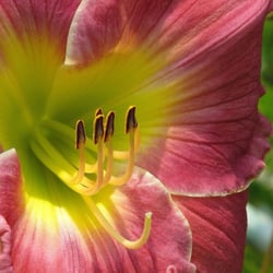 Grace Gardens - Owned by Tom & Kathy Rood, Grace Gardens is a 4-acre daylily display garden for the American Hemerocallis Society with over 2000 varieties.