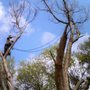 Photo of 9-1-1 Landscaping And Tree Services