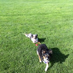 Timeless Aussies - Mazy and Junie