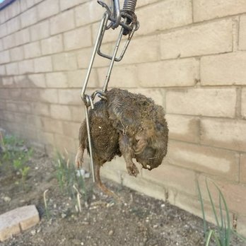Gopher Champs - Pest Control Near Me