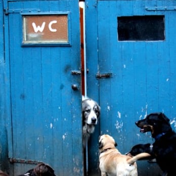 Hundeschule Vivipet Peter Herrmann - in der Hundeschule vivipet kann man "fast alles" lernen - Pet Training Near Me - Cologne, NW Hundeschule Vivipet Peter Herrmann - in der Hundeschule vivipet kann man "fast alles" lernen - Pet Training Near Me - Cologne, NW