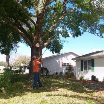A&D Professional Service - Tree Services Near Me A&D Professional Service - Tree Services Near Me