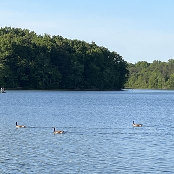 Burke Lake Park - Geese enjoying themselves - Parks Near Me - Fairfax Station, Virginia