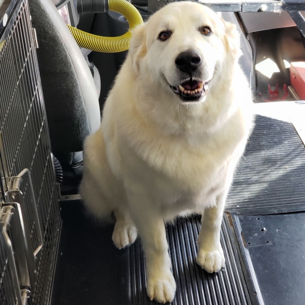 SOMETHING SPECIAL GROOMING Updated September 2024 29 Photos Hereford, Arizona Pet