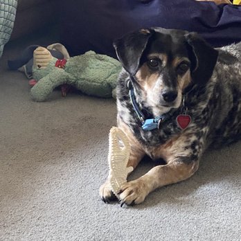 Animal Care Centers - Shelby - Veterinarians Near Me - Flanders, New Jersey Animal Care Centers - Shelby - Veterinarians Near Me - Flanders, New Jersey