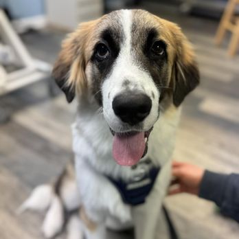 Hampton Roads Veterinary Urgent Care - Hampton Roads Vet - Veterinarians Near Me - Chesapeake, Virginia Hampton Roads Veterinary Urgent Care - Hampton Roads Vet - Veterinarians Near Me - Chesapeake, Virginia