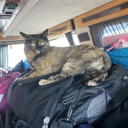 Shoreline Veterinary Hospital - Kitty queen of the road! Driving to Florida!