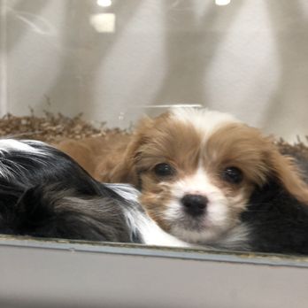 my next puppy near me