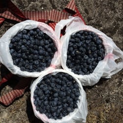 Brookdale Blueberry Farm
