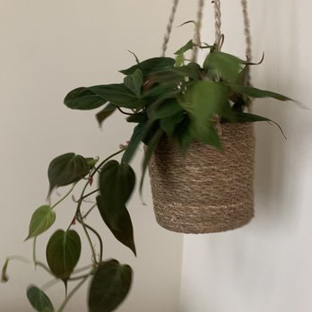 Living With Green - One of the hanging plants I purchased + the cute hanging planter for it - Nurseries & Gardening Near Me - New York, New York Living With Green - One of the hanging plants I purchased + the cute hanging planter for it - Nurseries & Gardening Near Me - New York, New York