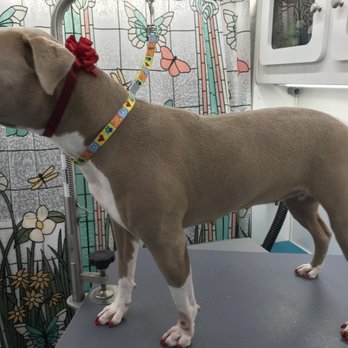 Pretty Pups Grooming - Beautiful Roze, with her red bow and nails! Fabulous darling! - Pet Groomers Near Me - Stafford, Texas Pretty Pups Grooming - Beautiful Roze, with her red bow and nails! Fabulous darling! - Pet Groomers Near Me - Stafford, Texas