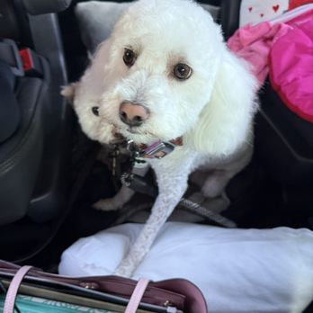 The Pet Set - Junjie - Pet Sitting Near Me - Long Beach, California The Pet Set - Junjie - Pet Sitting Near Me - Long Beach, California