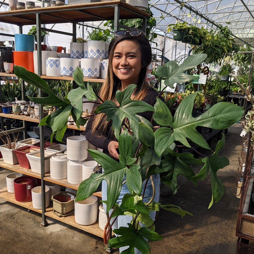 Cornelius Nursery - Philodendron Florida Green, fully rooted for $99.99 - Nurseries & Gardening Near Me - Houston, Texas Cornelius Nursery - Philodendron Florida Green, fully rooted for $99.99 - Nurseries & Gardening Near Me - Houston, Texas