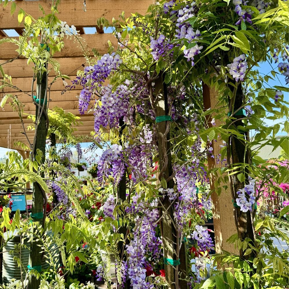 Armstrong Garden Centers - Nurseries & Gardening Near Me - Pasadena, California Armstrong Garden Centers - Nurseries & Gardening Near Me - Pasadena, California